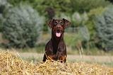 DOBERMANN 1212